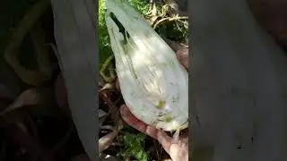 Fenouil de 5 ans / 5 years fennel ASMR