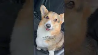 Corgi wakes up after being under anesthesia