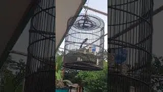 tembakan gereja tarung