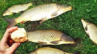 I wish I had known earlier about this bait for fishing for crucian carp, carp, and grass carp.