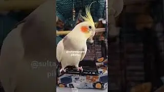 #konuşanpapağan #sultanpapağanı #cockatiel #shorts #viralvideo viral #birds