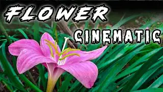 Flower Cinematic Video|| flower Video Collection by Rushikesh Falke || Nature Short Films
