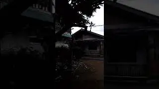 Anjing ini merspon anjing gila