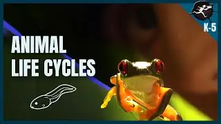 Are Animals Born The Same Way? Animal Life Cycles. K-5 Science Music Videos by Untamed Science