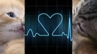 Pashik  Xndrum Em Xosir