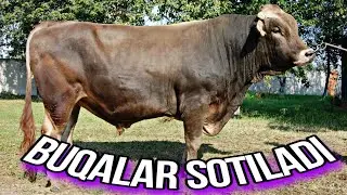 ШВЕТ НОВОСЛАР ТОЗАЛАРИДАН СОТИЛАДИ 🐄🐃🦬☎️+99897 344 37 97