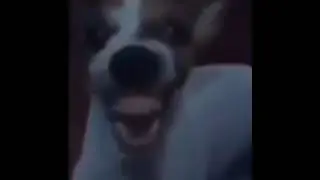 собаке смешно