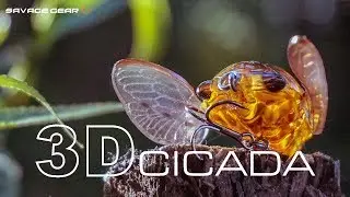 Savage Gear - 3D Cicada