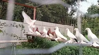 Удивительная история о голубях🕊