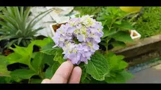 After kikis dahan / sunat hydrangea :Part 2