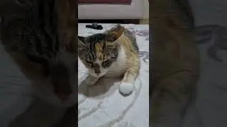 Kızgınlığa Giren Dişi Kedi Kader  Masaj istiyor 