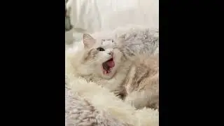 pet bed manufacturer