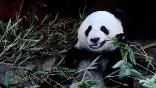 Panda at the Zoo 4K - Debussy - San Diego Zoo