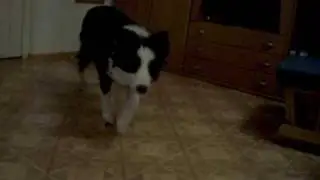 Gina`s erste Clicker Übung