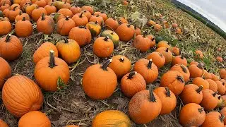 Pumpkin Patch