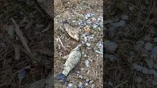 Астраханские караси 👍🏼💪🏻😁 