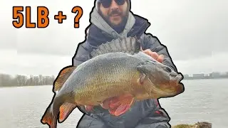 a MONSTER of a PERCH !!