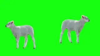Green Screen Cow,Lamb,Ca,&More |#greenscreen #animal