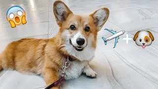 Flying trip with my corgi!