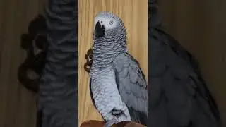 - мы учим стих новый?                             - да! что тебе надо?..
