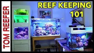 Reef Tank ( THE MOST IMPORTANT THING YOU NEED FOR REEF KEEPING! )
