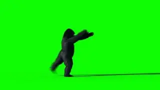 gorilla green screen | green screen gorilla | monkey green screen