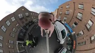pigbaby - palindromes