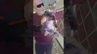 homeless cute cat