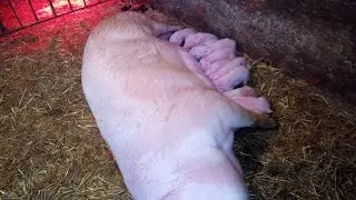 🤔Опорос 🐷свиноматки🇺🇦
