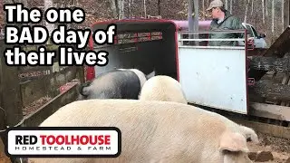 Loading Day has come for ALL of our pigs