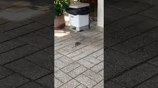 Когда все надоело #мышь#жизнь#приколы#мем#мемы#животные#улица#shorts#video#смех#mem#жиза#прикол#мыши