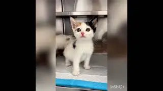 kitten #cat #kitten #kitty #pets #catlover #kittycat #lovelypets #catgame