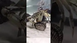 Capit Kepiting dan Kerang #shorts