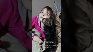 Русская Цветная Болонка. Щенки. Москва.