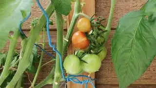 Débuter en hydroponie maison Planter des tomates en pot methode kratky sur votre balcon facilement.