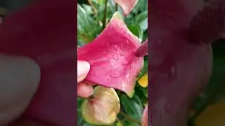 ЖЕЛТЕЮТ ЛИСТЬЯ У АНТУРИУМА,ЧТО ДЕЛАТЬ ???
