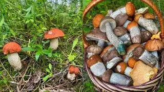 Глаза НЕ ПОВЕРИЛИ! Подосиновики БЕЛОНОЖКОВЫЕ и СЕРЫЕ ПОШЛИ ОГРОМНЫМИ ПОЛЯНАМИ! Я в ШОКЕ! Грибы 2024