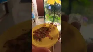 Food of fishes