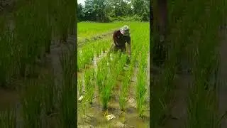 Membersihkan lahan padi #shorts #petani #farming