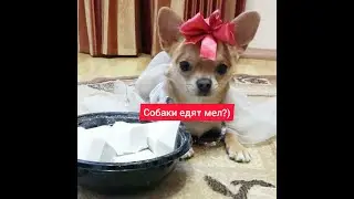 Собака ест мел. Природный мел. Натуральный мел. Мел.