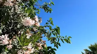 Лера ТиВи на прогулке в Алании