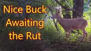 A Big Buck In September Just Waiting For The Rut To Come