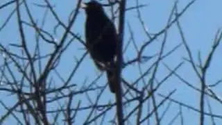 blackbird singing in the dead of night