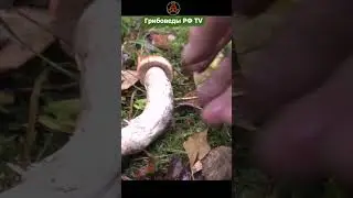 Подосиновик красный - Leccinum aurantiacum. Отличный трофей! #mushroom #гдеискатьгрибы