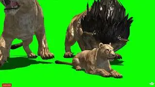Green screen lion |  Lions free footage | Green screen lioness and cub resting video | Chroma key