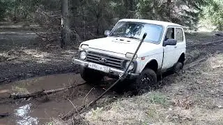 По весеннему лесу на Ниве, застрял