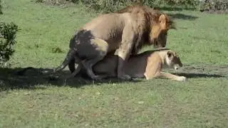 Lion mating and birth|Animal planet| Animal documentary| world of Animal