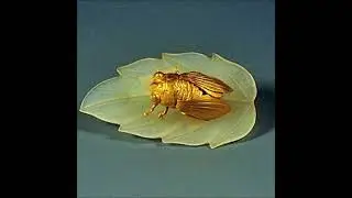 computer dreams - cicada daydream (2022)