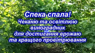 Чеканю та освітлюю виноградник для достигання врожаю та кращого провітрювання 2024