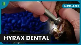 Hyrax Dental Surgery - Animal Park